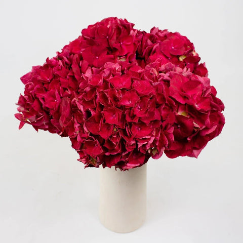 Magenta Hydrangeas Flower Bunch in Vase