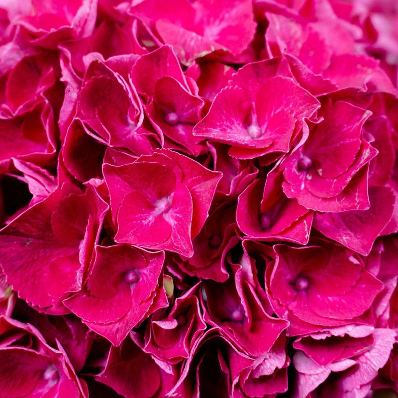 Magenta Hydrangea Flower Up Close