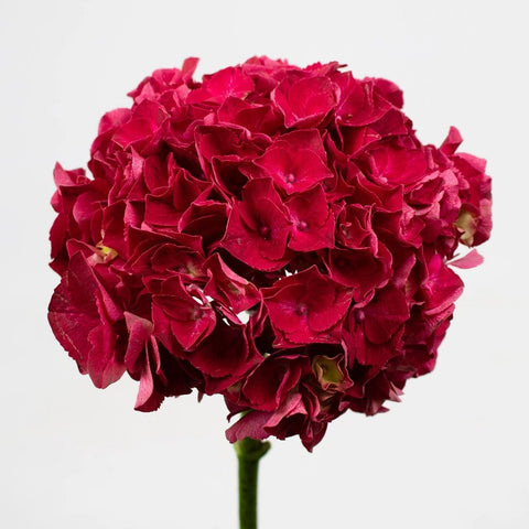 Magenta Hydrangea Flower Stem