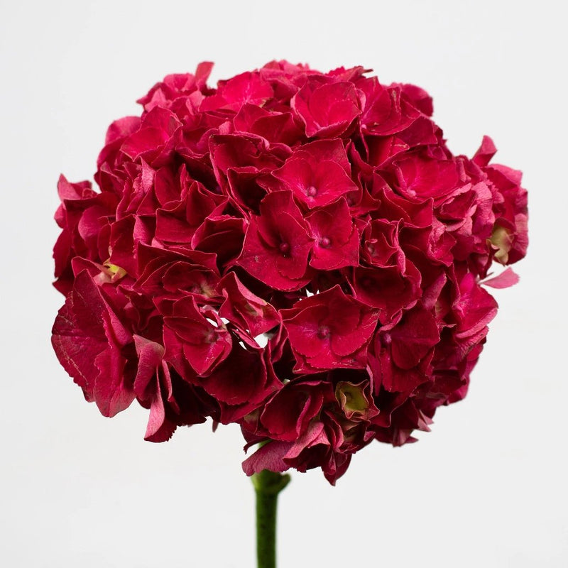 Magenta Hydrangea Flower Stem