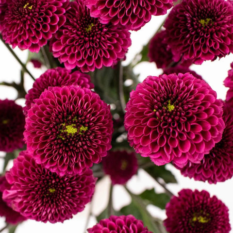 Magenta Purple Button Poms Up Close