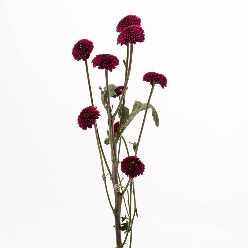 Magenta Purple Button Poms Single Stem