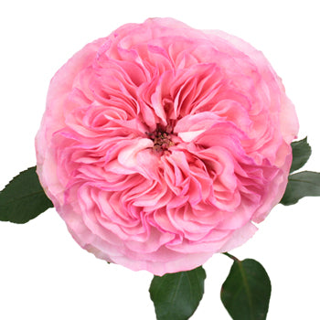 Maria Theresia Pink Garden Rose Stem