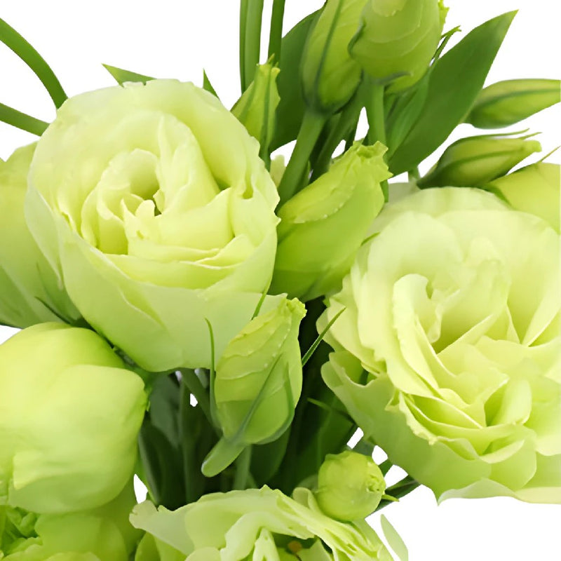 Green Lisianthus Bulk Wedding Flower