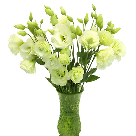 Green Lisianthus Bulk Wedding Flower