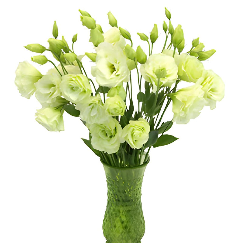 Green Lisianthus Bulk Wedding Flower