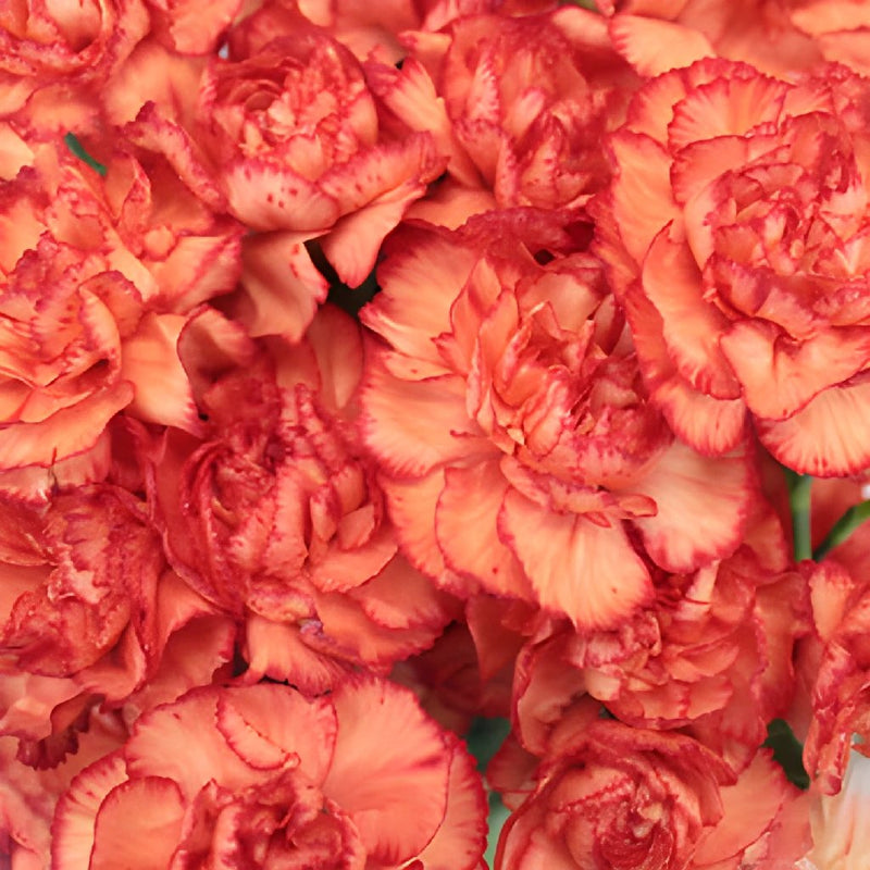 Marmalade Orange Mini Wholesale Carnations Up close