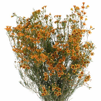 Light Orange Enhanced Wax Flowers May 16th to November 30th Delivery