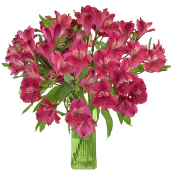 Merlot Alstroemeria Flower in a vase