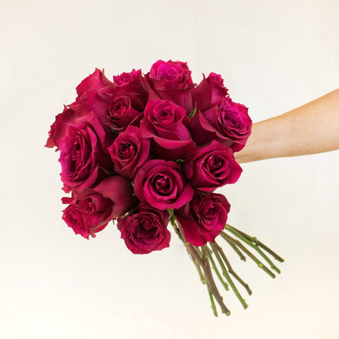Merlot Red Roses in a Hand