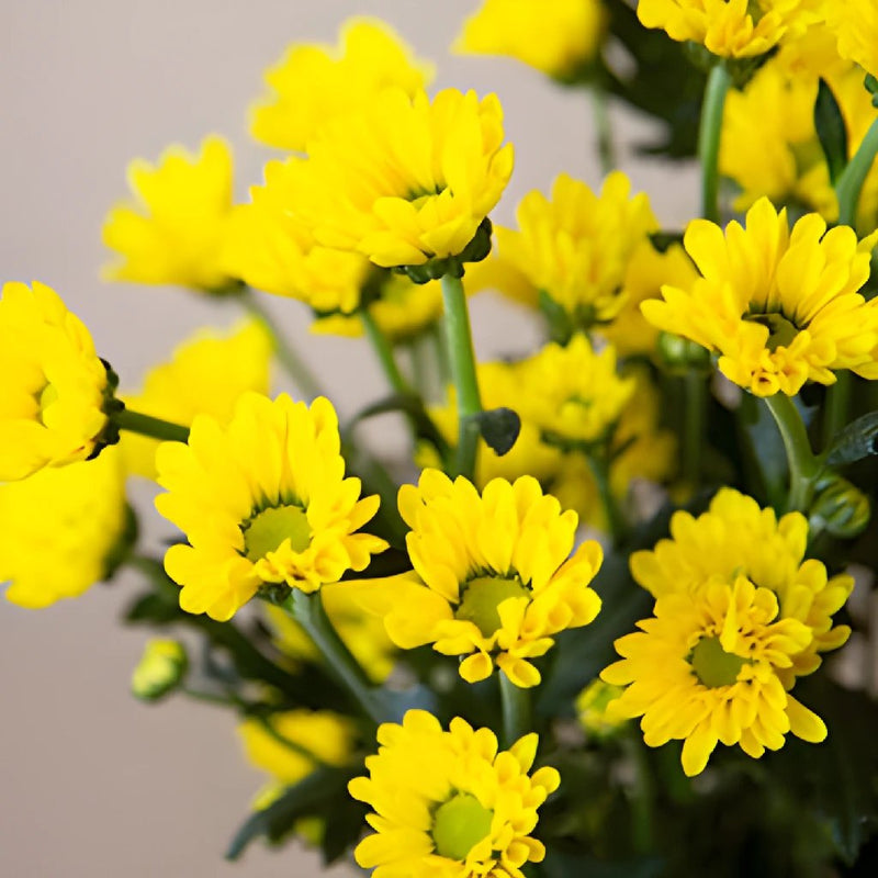 Yellow Micro Pom Flower