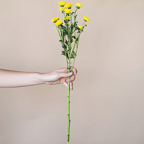 Yellow Micro Pom Flower