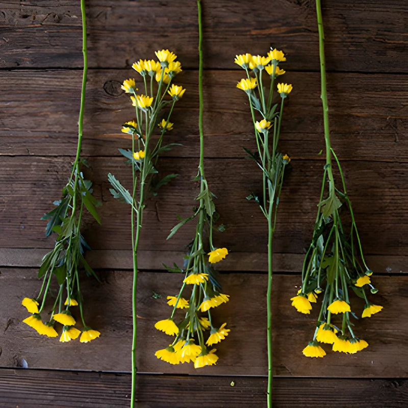 Yellow Micro Pom Flower