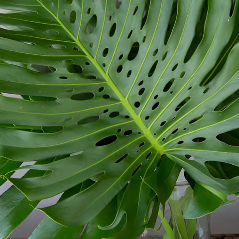 Monstera Leaves Tropical Greenery Large