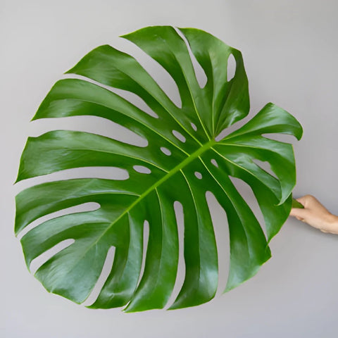 Monstera Leaves Tropical Greenery Large