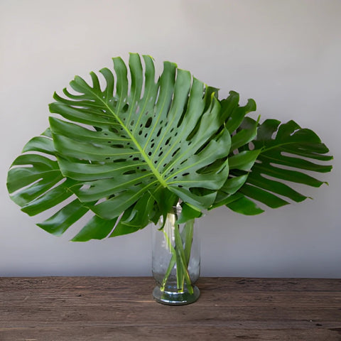 Monstera Leaves Tropical Greenery Large