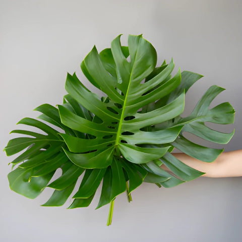 Monstera Leaves Tropical Greenery Medium
