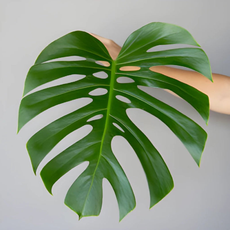 Monstera Leaves Tropical Greenery Medium