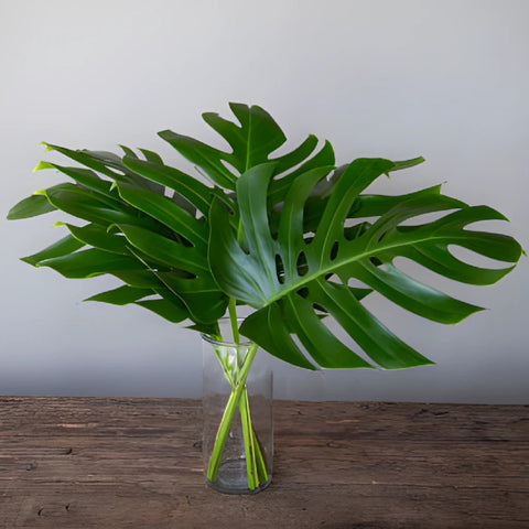 Monstera Leaves Tropical Greenery Medium