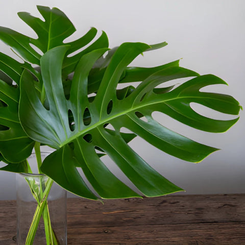 Monstera Leaves Tropical Greenery Medium