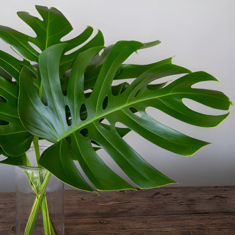 Monstera Leaves Tropical Greenery Medium