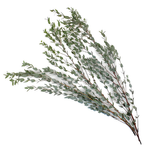 Moon Lagoon Eucalyptus Wholesale Greenery Stem
