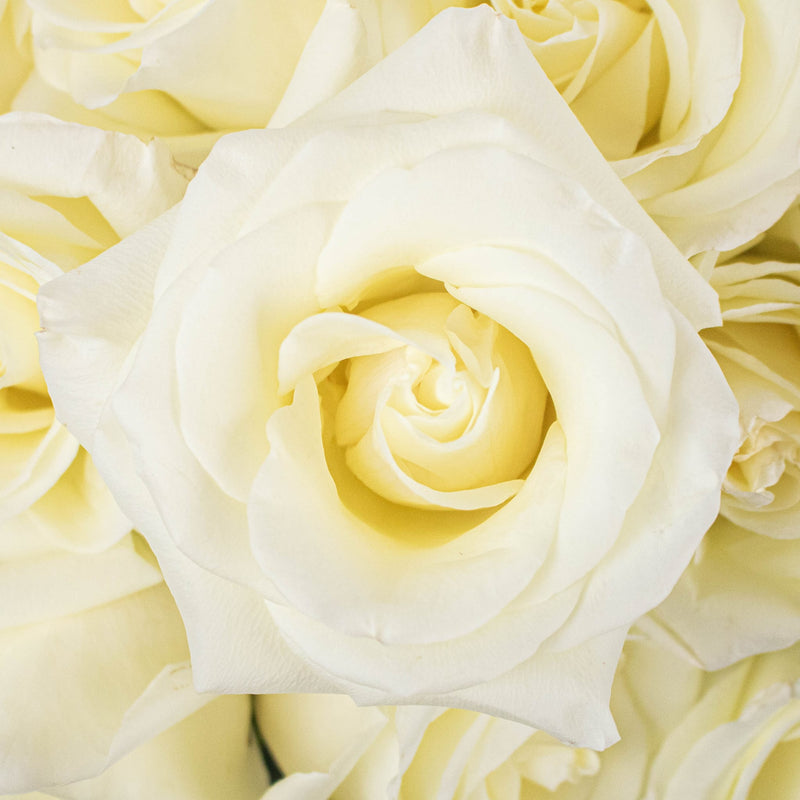 Nieve Ivory Roses Up Close