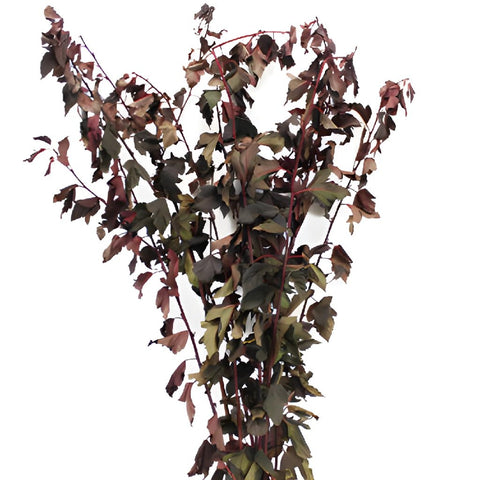 Bulk greenery wholesale fresh cut nine bark branches filler flowers sold near me