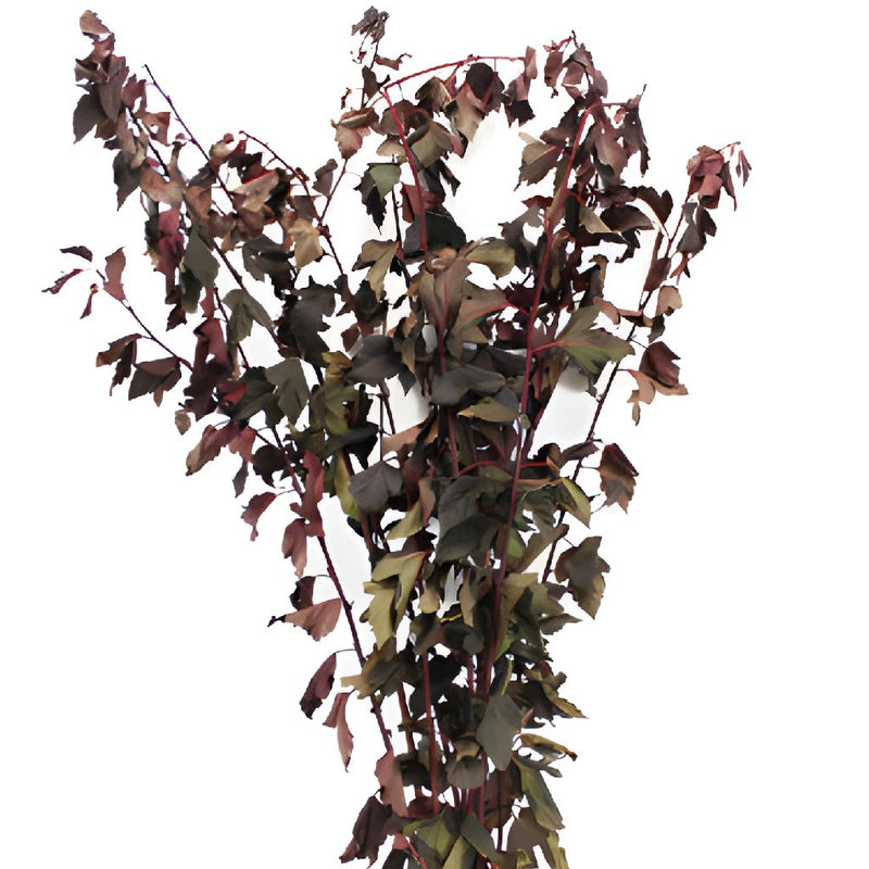 Bulk greenery wholesale fresh cut nine bark branches filler flowers sold near me