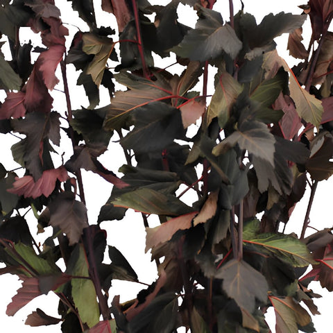 Wedding greenery wholesale fresh cut nine bark branches