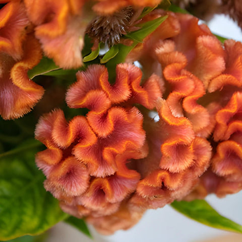 Celosia Orange Fresh Flower