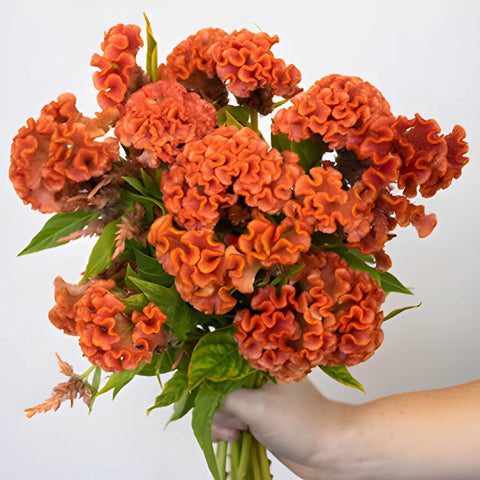Celosia Orange Fresh Flower