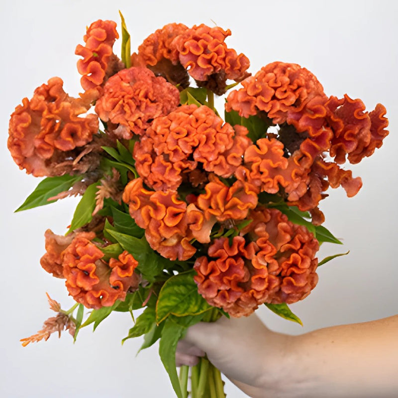 Celosia Orange Fresh Flower
