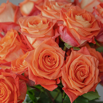 Wholesale Orange Martini Bulk Roses test