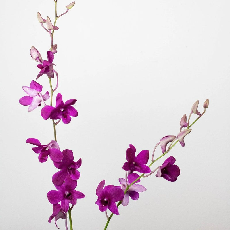 Orchids Purpleberry Wholesale Flower Stems