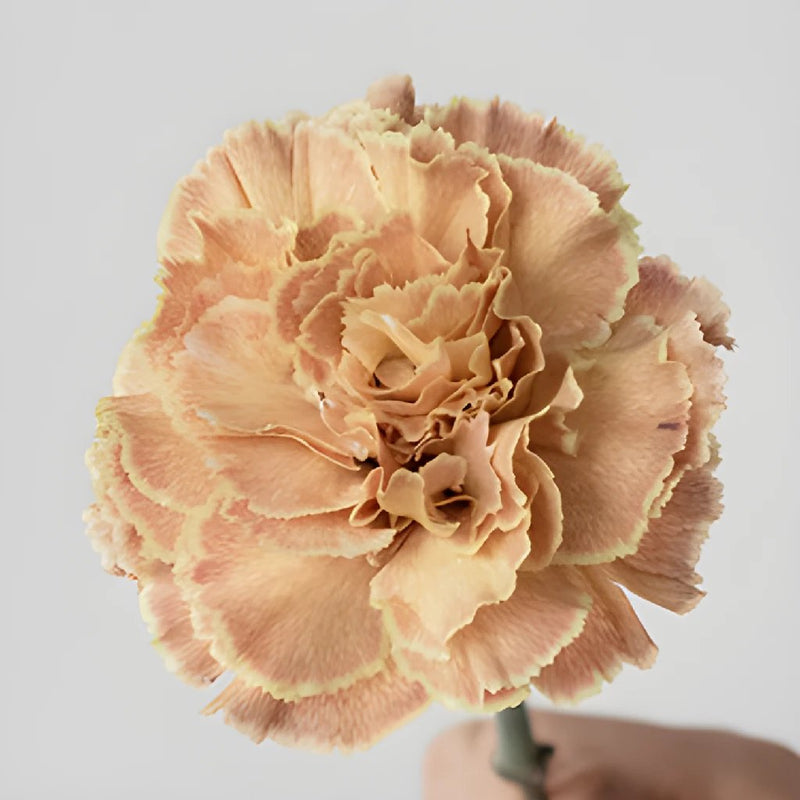 Padi Coral Peach Carnations side stem