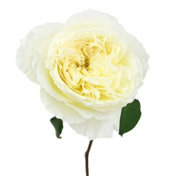 Patience Ivory David Austin Rose Stem