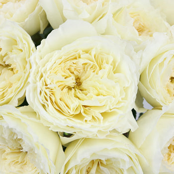 Patience Ivory David Austin Roses up close