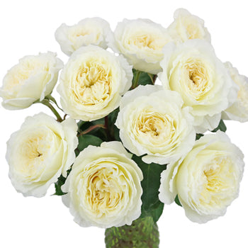 Patience Ivory David Austin Wholesale Roses In a vase