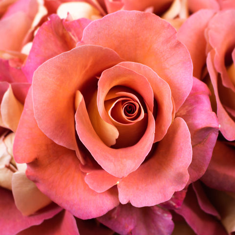 Peach Garden Rose Flower Up Close