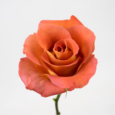 Peach Garden Rose Flower Stem
