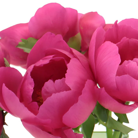 Pecher Blush Pink Peonies up close