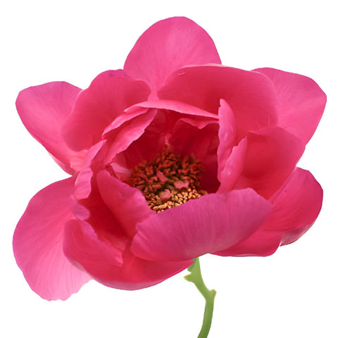 Pecher Blush Pink Peony Stem