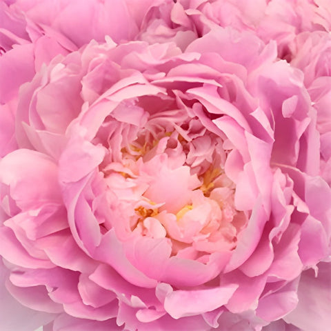 Pink Alex Flemming Peonies up close