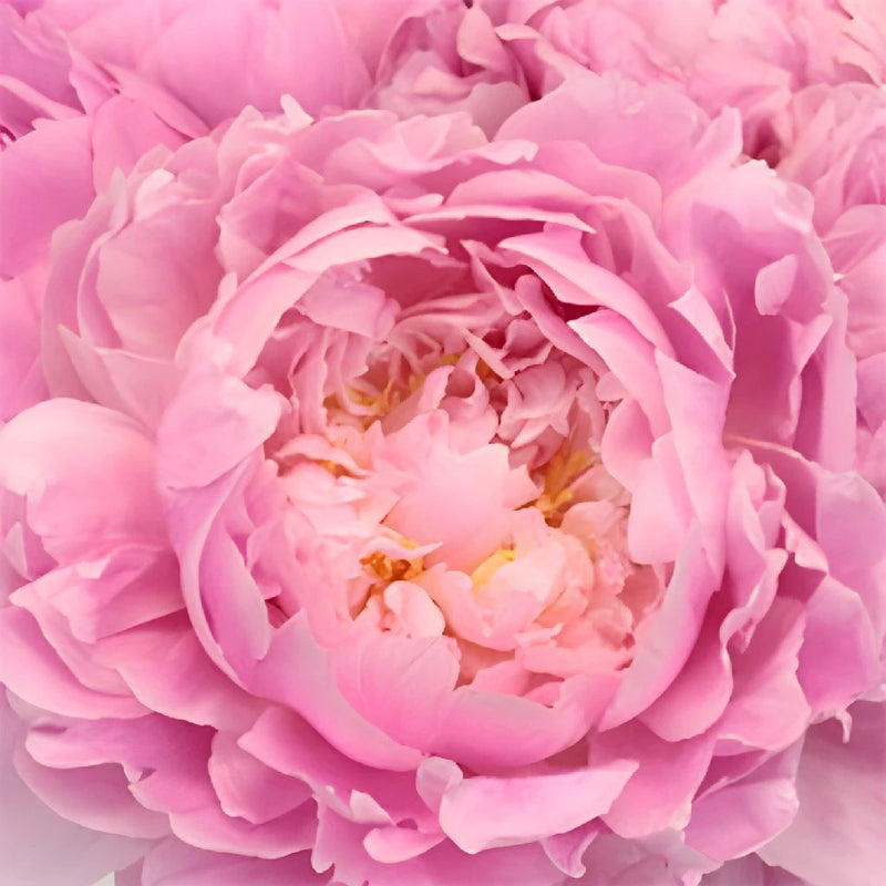 Pink Alex Flemming Peonies up close