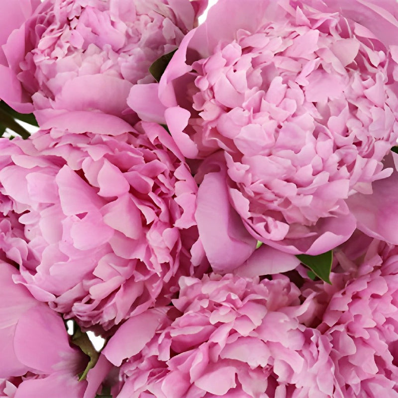 Medium Pink Peonies for July