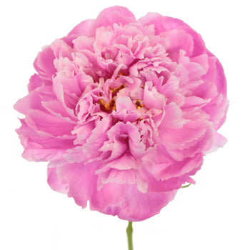 Pink Alex Flemming Peony Stem