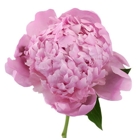 Medium Pink Peonies for July