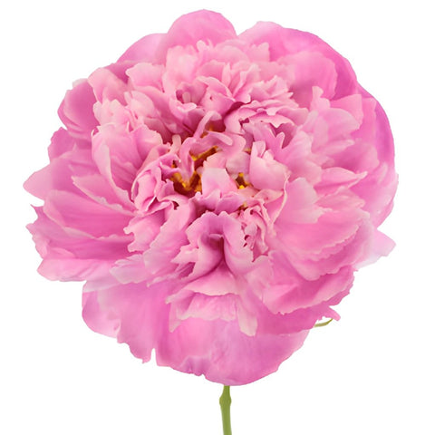Pink Alex Flemming Peony Stem