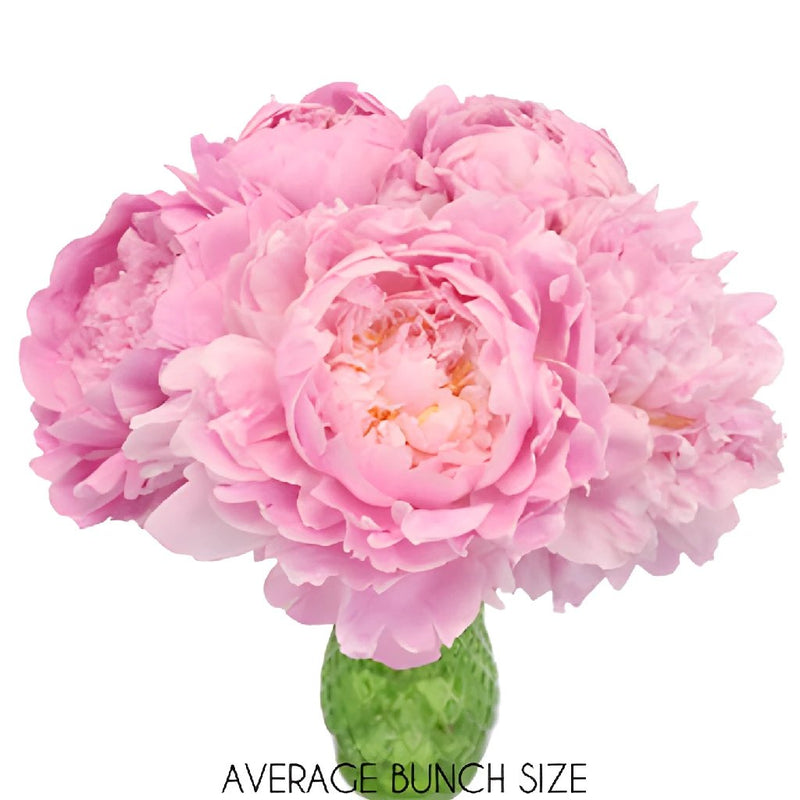 Pink Alex Flemming Peony in a vase